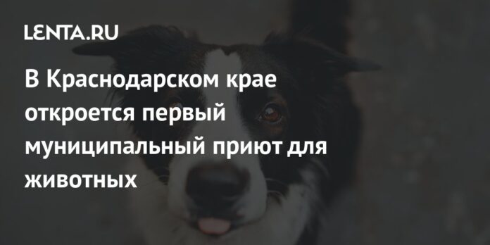 The first municipal animal shelter will open in the Krasnodar Territory