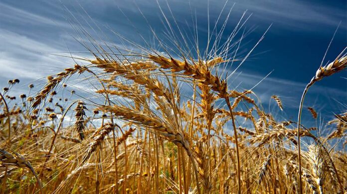 Turkish political scientist assessed the risks of a grain deal without the participation of the Russian Federation